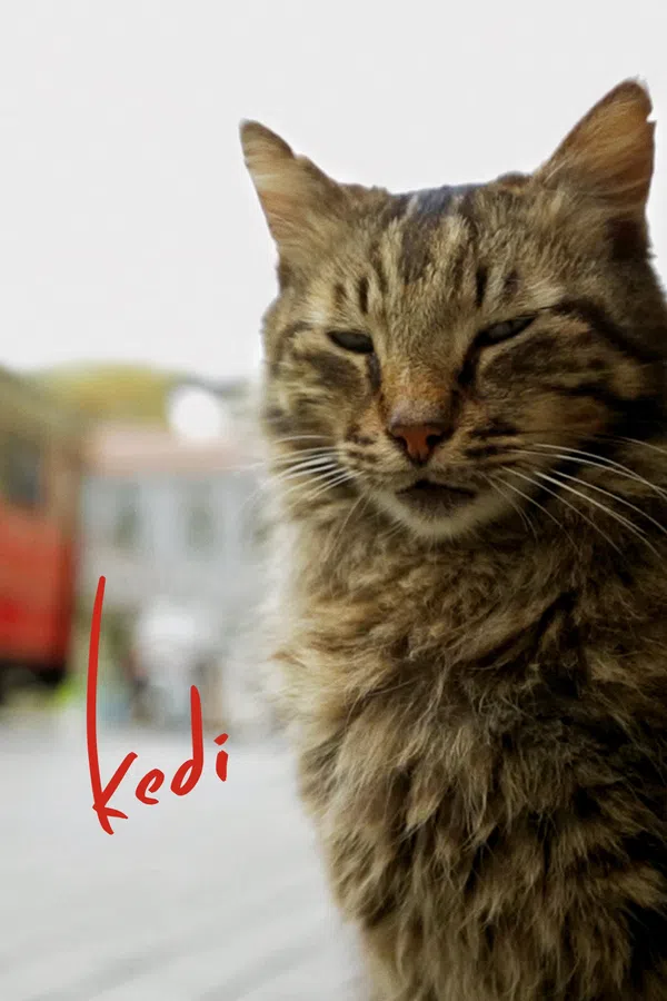 Poster phim Thế Giới Loài Mèo trên Xem Phim Fun